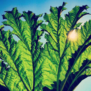 Pfarmers- Gunnera