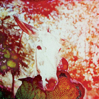 Jerusalem in My Heart- If He Dies, If If If If If If