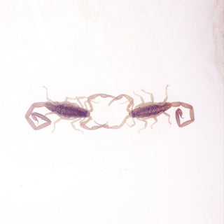 the album cover for Cross Record - Wabi Sabi