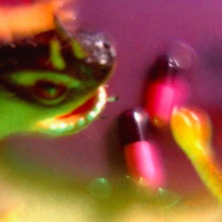 the album cover for Bush Tetras - Take The Fall