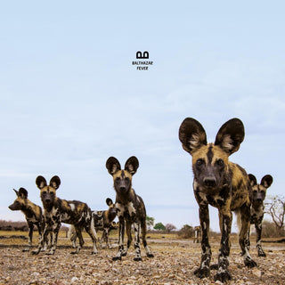 the album cover for Balthazar - Fever