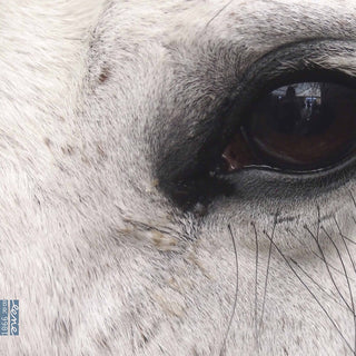 the album cover for Dlugoszewski - Openings of the Eye