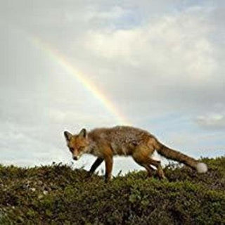 Buck Meek- Buck Meek