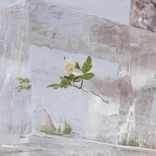 the album cover for Efterklang - Windflowers