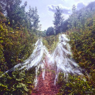 Penelope Antena- Beamorose