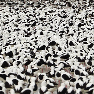 the album cover for Stella Donnelly - Flood