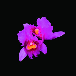 the album cover for Opeth - Orchid [Reissue]