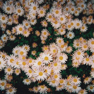 the album cover for Bad Bad Hats - Bad Bad Hats [Colored Vinyl] (Pnk)