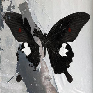 the album cover for Death Cult - Paradise Now [Clear Vinyl] (Spla)