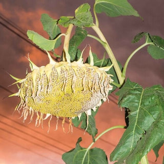 Phatness- Fillerkiller