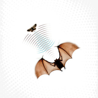 Batsauce- Echolocation - Gray