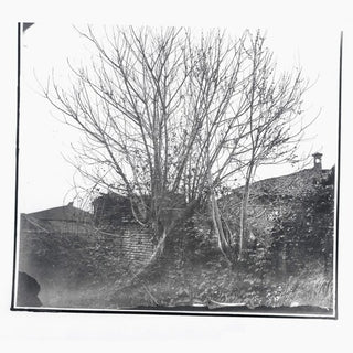 Siavash Amini- Caligo