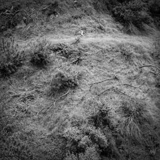 Anna Tivel- Animal Poem (Vinyl)