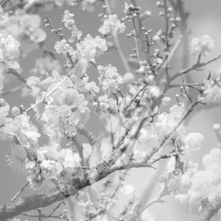 Masabumi Kikuchi- Hanamichi - The Final Studio Recording, Vol. II