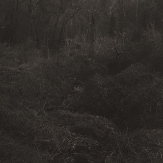 the album cover for Lesley Mok - Transient [Download Included]