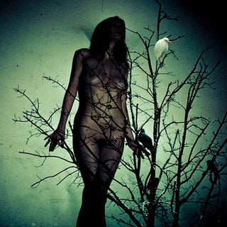 Atlas Moth- An Ache For The Distance