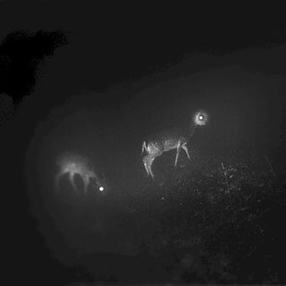 Bliss Signal- Bliss Signal