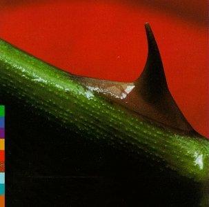 Nusrat Fateh Ali Khan & Michael Brook- Night Song - Darkside Records